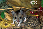 Peromyscus-leucopus